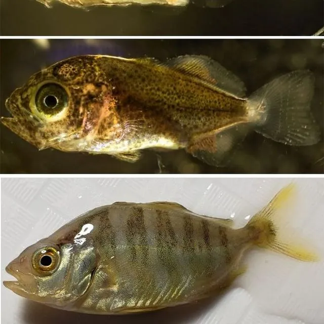 thumbnail for publication: Candidate Species for Florida Aquaculture: Almaco Jack, Seriola rivoliana